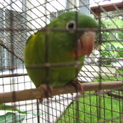 Orange-chinned Parakeet